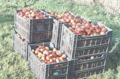 apples ready for pressing