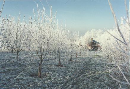 Wittenham Hill orchard in winter
